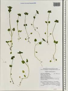 Lamium amplexicaule L., South Asia, South Asia (Asia outside ex-Soviet states and Mongolia) (ASIA) (Israel)