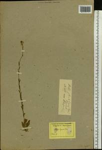 Arabis planisiliqua subsp. nemorensis (Wolf ex Hoffm.) Soják, Eastern Europe, Latvia (E2b) (Latvia)