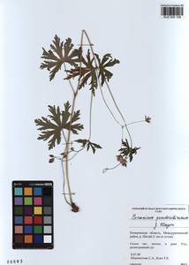 KUZ 000 109, Geranium pseudosibiricum J. Mayer, Siberia, Altai & Sayany Mountains (S2) (Russia)