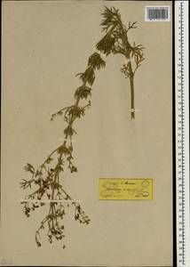 Teucrium orientale L., South Asia, South Asia (Asia outside ex-Soviet states and Mongolia) (ASIA) (Turkey)