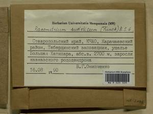 Bucklandiella sudetica (Funck) Bedn.-Ochyra & Ochyra, Bryophytes, Bryophytes - North Caucasus & Ciscaucasia (B12) (Russia)