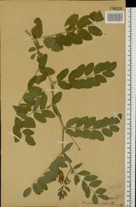 Astragalus glycyphyllos L., Eastern Europe, Moscow region (E4a) (Russia)