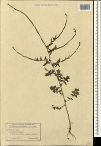 Sisymbrium officinale (L.) Scop., Crimea (KRYM) (Russia)