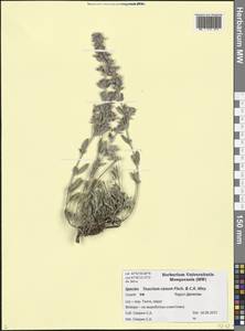 Teucrium canum Fisch. & C.A.Mey., Caucasus, Dagestan (K2) (Russia)