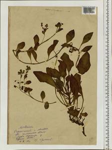 Mertensia, Siberia, Chukotka & Kamchatka (S7) (Russia)