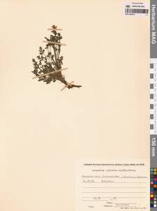 Corydalis sibirica (L.fil.) Pers., Siberia, Chukotka & Kamchatka (S7) (Russia)