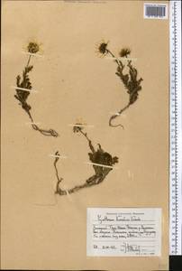 Tanacetum richterioides (C. Winkl.) K. Bremer & Humphries, Middle Asia, Western Tian Shan & Karatau (M3) (Kyrgyzstan)