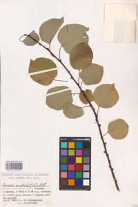 Prunus mahaleb L., Eastern Europe, Middle Volga region (E8) (Russia)