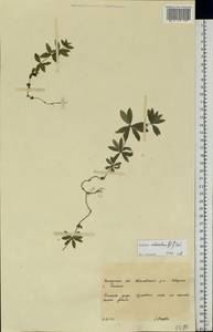 Galium odoratum (L.) Scop., Eastern Europe, West Ukrainian region (E13) (Ukraine)