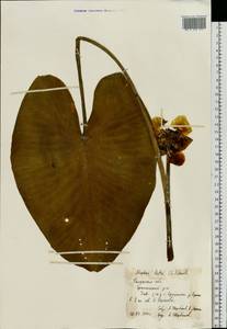 Nuphar lutea (L.) Sm., Eastern Europe, Central region (E4) (Russia)