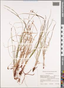 Carex globularis L., Siberia, Baikal & Transbaikal region (S4) (Russia)