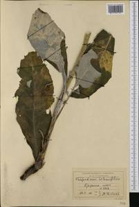 Rhaponticum heleniifolium Gren. & Godr., Western Europe (EUR) (France)