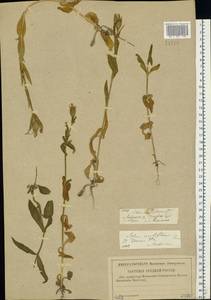 Silene noctiflora L., Eastern Europe, Central forest-and-steppe region (E6) (Russia)