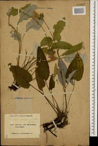 Psephellus circassicus (Albov) Galushko, Caucasus, Krasnodar Krai & Adygea (K1a) (Russia)