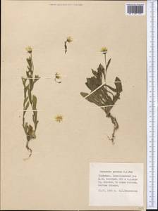 Calendula arvensis L., Middle Asia, Kopet Dag, Badkhyz, Small & Great Balkhan (M1) (Turkmenistan)