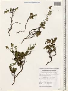 Kalmia procumbens (L.) Gift, Kron & P. F. Stevens, Eastern Europe, Northern region (E1) (Russia)