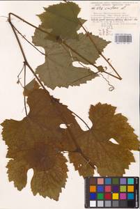 Vitis vinifera L., Eastern Europe, Lower Volga region (E9) (Russia)