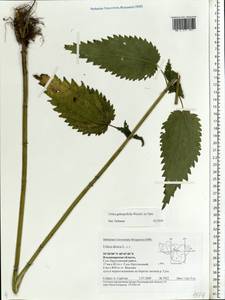 Urtica dioica subsp. pubescens (Ledeb.) Domin, Eastern Europe, Central region (E4) (Russia)