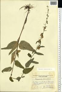 Campanula rapunculoides L., Eastern Europe, Moldova (E13a) (Moldova)