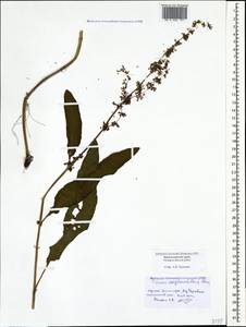 Rumex conglomeratus Murray, Caucasus, Black Sea Shore (from Novorossiysk to Adler) (K3) (Russia)