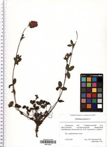 Trifolium pratense L., Eastern Europe, Middle Volga region (E8) (Russia)