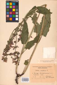 MHA 0 156 266, Salvia pratensis L., Eastern Europe, Moldova (E13a) (Moldova)