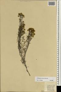 Schizogyne sericea (L.f.) DC., Africa (AFR) (Spain)