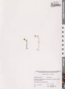 Gagea serotina (L.) Ker Gawl., Siberia, Chukotka & Kamchatka (S7) (Russia)