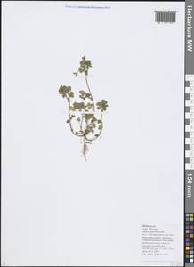 Medicago, Caucasus, Black Sea Shore (from Novorossiysk to Adler) (K3) (Russia)