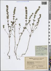 Euphrasia, Eastern Europe, Middle Volga region (E8) (Russia)