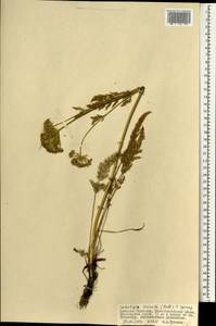 Schulzia crinita (Pall.) Spreng., Mongolia (MONG) (Mongolia)