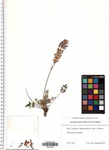 Oxytropis spicata (Pall.) O.Fedtsch. & B.Fedtsch., Eastern Europe, Middle Volga region (E8) (Russia)