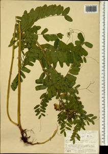 Vicia balansae Boiss., South Asia, South Asia (Asia outside ex-Soviet states and Mongolia) (ASIA) (Turkey)