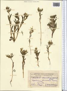 Arnebia decumbens (Vent.) Coss. & Kralik, Middle Asia, Syr-Darian deserts & Kyzylkum (M7)