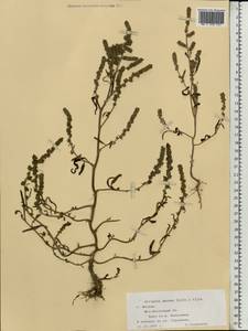 Atriplex patens (Litv.) Iljin, Eastern Europe, Moscow region (E4a) (Russia)