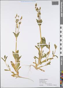 Dichodon perfoliatum (L.) Á. Löve & D. Löve, Eastern Europe, Rostov Oblast (E12a) (Russia)