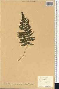 Deparia japonica (Thunb.) M. Kato, South Asia, South Asia (Asia outside ex-Soviet states and Mongolia) (ASIA) (China)