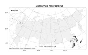 Euonymus macropterus Rupr., Atlas of the Russian Flora (FLORUS) (Russia)