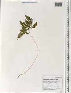 Gymnocarpium dryopteris (L.) Newm., Mongolia (MONG) (Mongolia)