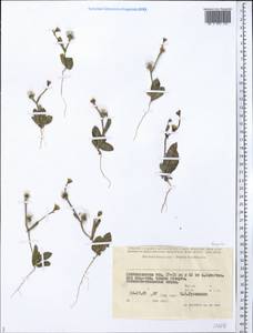 Asteraceae, Middle Asia, Caspian Ustyurt & Northern Aralia (M8) (Kazakhstan)