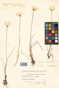 Eriophorum chamissonis C.A.Mey., Siberia, Chukotka & Kamchatka (S7) (Russia)