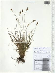Carex pilulifera L., Western Europe (EUR)