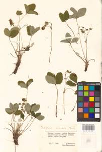 Fragaria viridis Duchesne, Eastern Europe, Lithuania (E2a) (Lithuania)