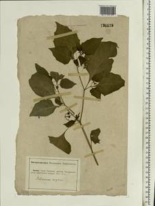 Solanum nigrum L., Eastern Europe, Lower Volga region (E9) (Russia)