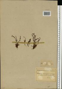 Ranunculus polyphyllus Waldst. & Kit. ex Willd., Eastern Europe, South Ukrainian region (E12) (Ukraine)