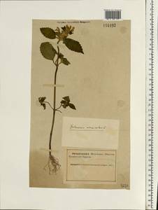 Galeopsis speciosa Mill., Eastern Europe, Northern region (E1) (Russia)