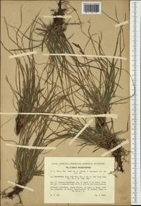 Carex pediformis var. macroura (Meinsh.) Kük., Western Europe (EUR) (Czech Republic)
