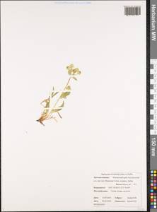 Bupleurum triradiatum Adams ex Hoffm., Siberia, Chukotka & Kamchatka (S7) (Russia)