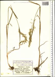 Trisetum flavescens (L.) P.Beauv., Caucasus, Armenia (K5) (Armenia)