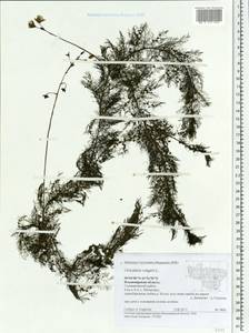 Utricularia vulgaris L., Eastern Europe, Central region (E4) (Russia)